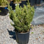 Borovica lesná (Pinus Sylvestris) ´WATERERI NANA´ - výška 40-60 cm, ø 30-50 cm, kont. C10L